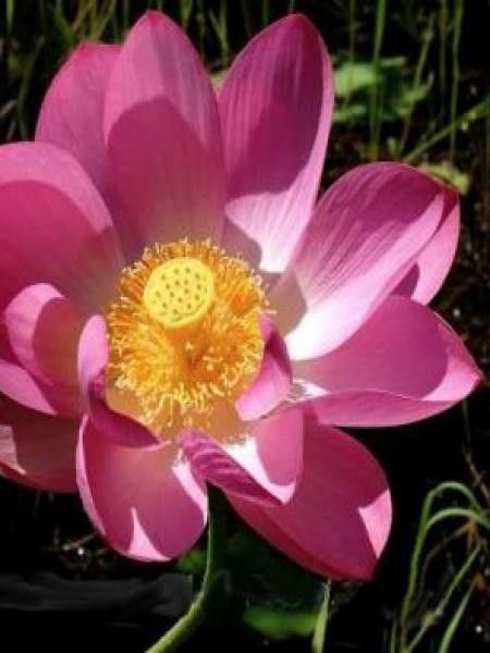 Lotus des Indes, Lotus sacré -rouge-
