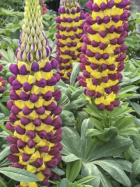 Lupin 'West Country Manhattan Lights'