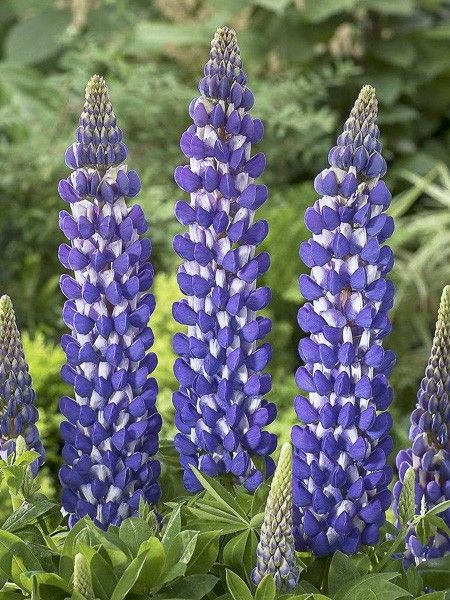 Lupin 'West Country Persian Slipper '