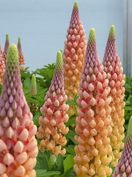 Lupin 'West Country Salmon Star '