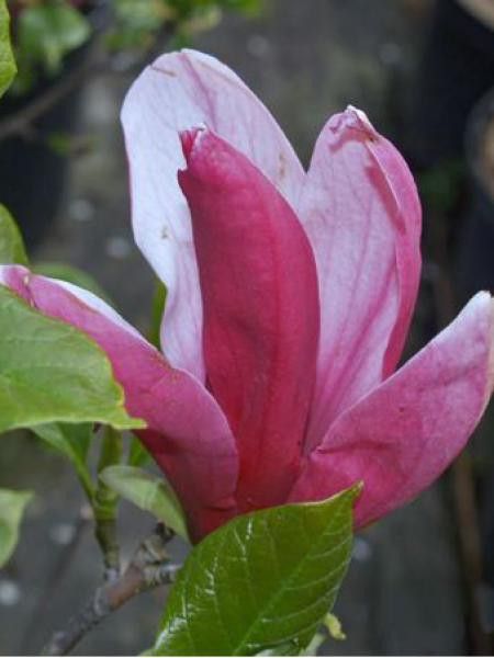 Magnolia à fleurs de lis 'Nigra'