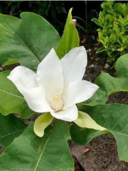 Magnolia à grandes feuilles 'Ashei'