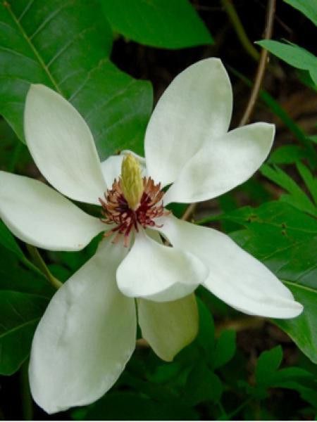 Magnolia 'Aashild kalleberg'