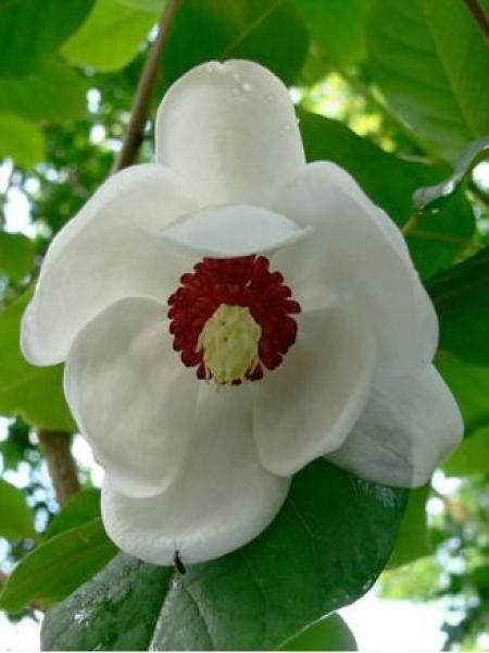 Magnolia de Siebold 'Colossus'