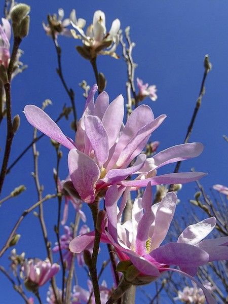 Magnolia étoilé 'Rosea'