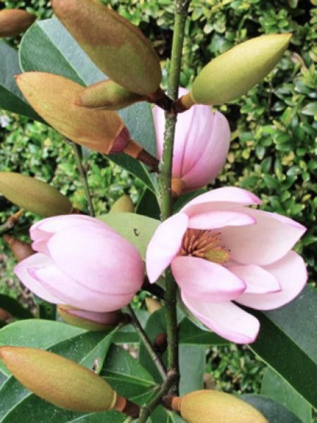 Magnolia 'Fairy Blush'® -Michelia-