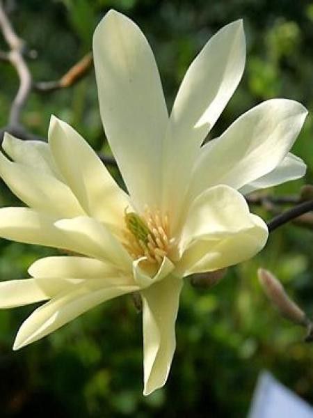 Magnolia fraseri 'Goldstar'