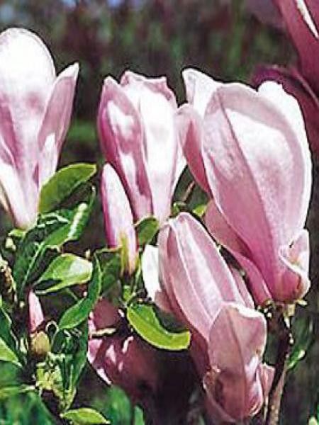 Magnolia  'George Henry Kern'