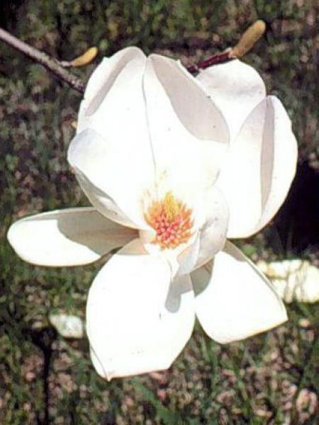 Magnolia x soulangiana 'Alba Superba'