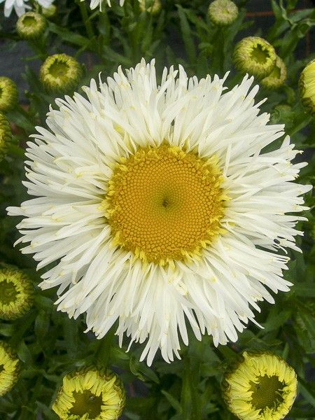 Marguerite 'Real Galaxy'