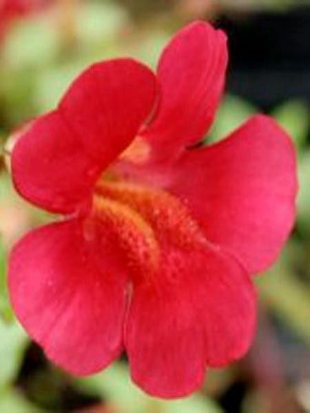Mimule 'Rouge'
