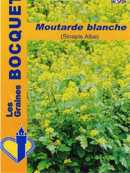Moutarde blanche - Engrais vert 