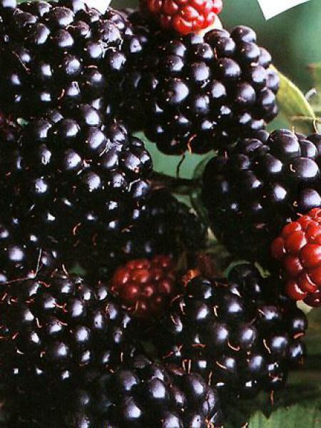 Mûrier 'Black Round Pearl' - 15 Graines Fraîches D'une Variété Rare Pour Jardin Passionnés