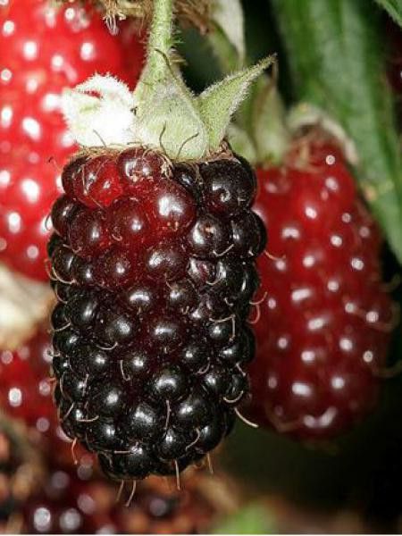 Mûrier-framboisier 'Boysenberry'