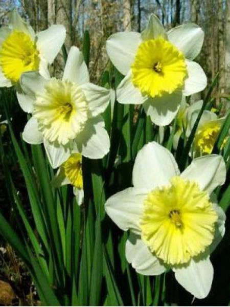 Narcisse à couronne 'Ice Follies' - Narcissus Gpe à couronne - Le Jardin du  Pic Vert