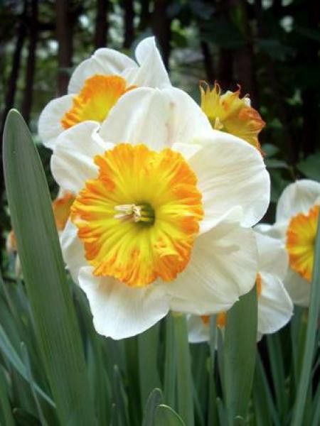 Narcisse à couronne 'Velasquez' - Narcissus Gpe à couronne - Le Jardin du  Pic Vert