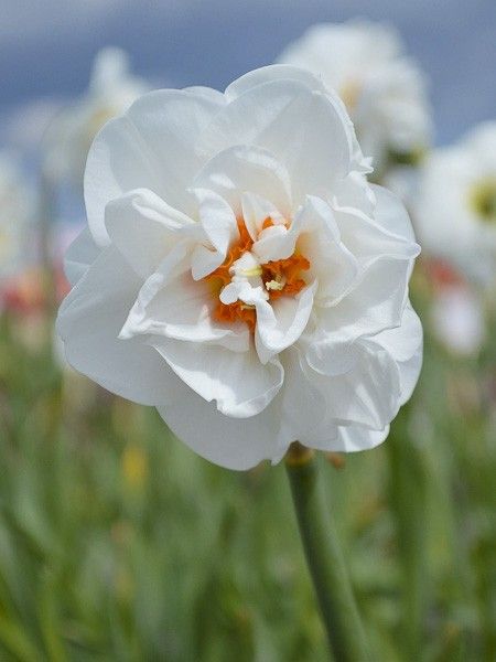 Narcisse à fleurs doubles 'Acropolis'