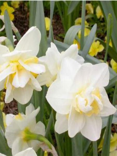 Narcisse à fleurs doubles 'White Lion'