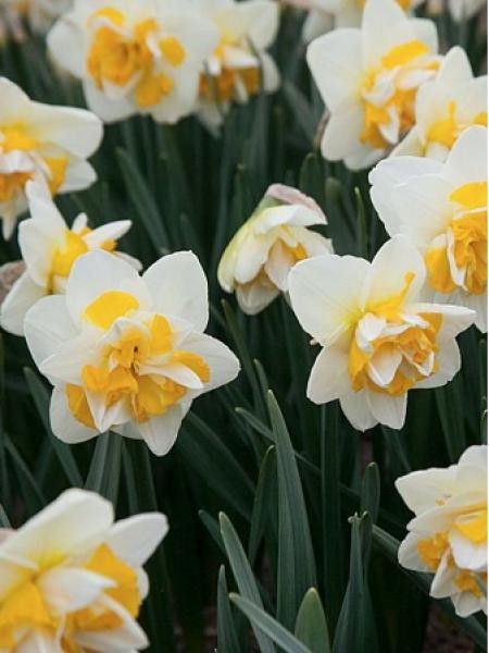 Narcisse 'Double Star' - Narcissus double - Le Jardin du Pic Vert
