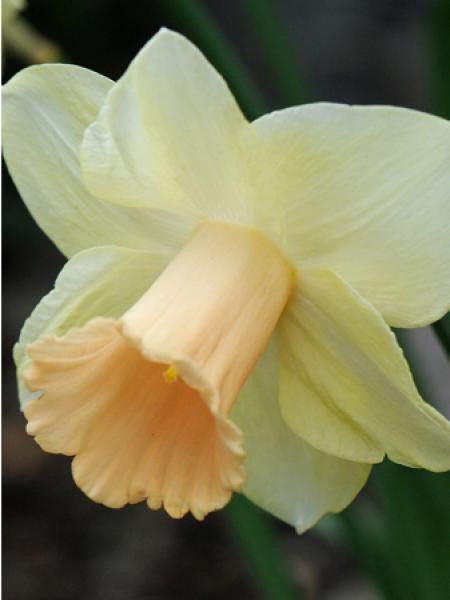 Narcisse 'Large Cupped Lorikeet'