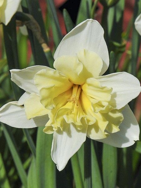 Narcisse papillon 'Cassata'