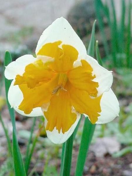 Narcisse papillon 'Orangery'