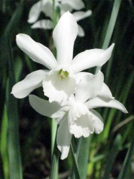 Narcisse 'Triandrus Thalia'