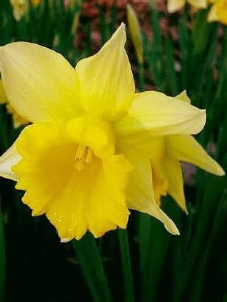 Narcisse trompette 'Le Premier' - Narcissus Gpe Trompette - Le Jardin du  Pic Vert
