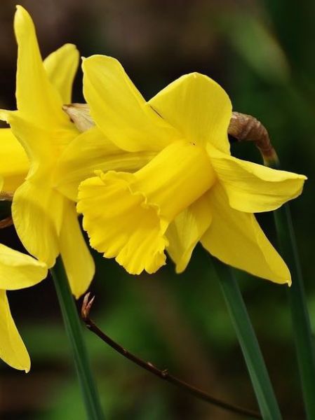 Narcisse trompette 'Siècle d'Or' - Narcissus Gpe Trompette - Le Jardin du  Pic Vert