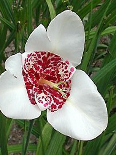 Oeil de Paon 'Alba Grandiflora'