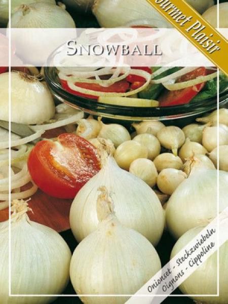 Oignon 'Snowball'