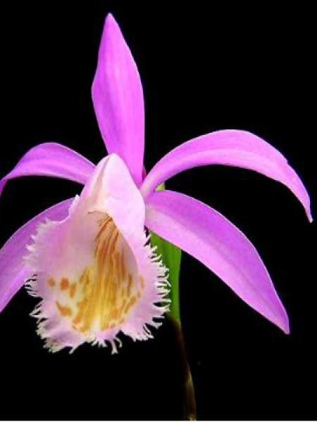 Orchidée terrestre de Formose