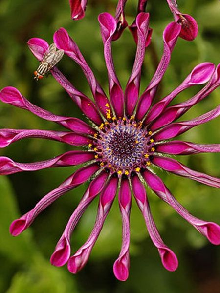 Osteospermum 'Flower Power Spider Purple'