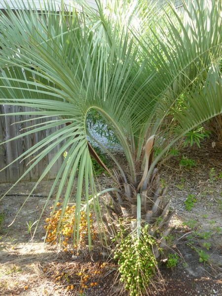 Palmier abricot, palmier à gelée