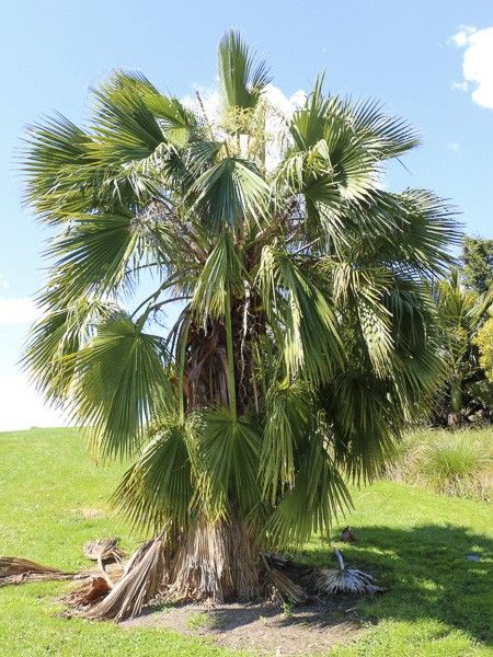 Palmier de Guadaloupe