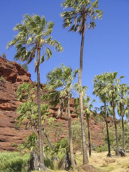 Palmier évantail d'Australie