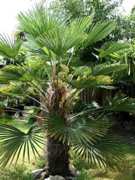 20 Graines Palmier De Chine Trachycarpus Fortunei - Palmier Rustique Résistant Au Froid - Jardin Exotique