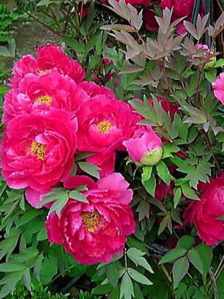 Pivoine arbustive '-rose franc-'