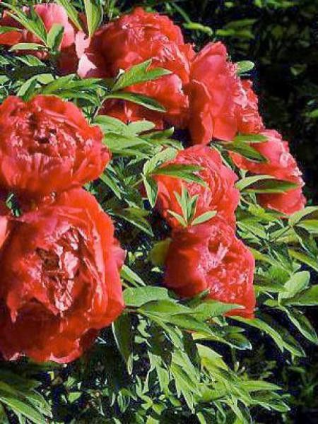 Pivoine arbustive '-rouge clair-' - Paeonia suffruticosa - Le Jardin du Pic  Vert