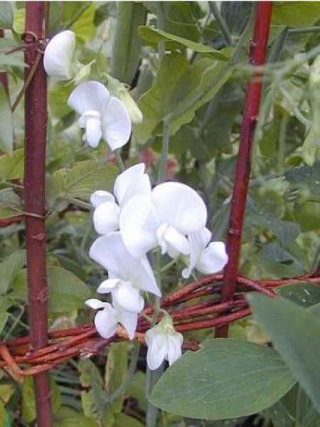 Pois vivace 'White Pearl'