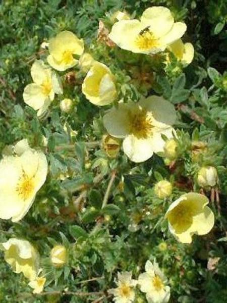 Potentille arbustive 'Primrose Beauty'