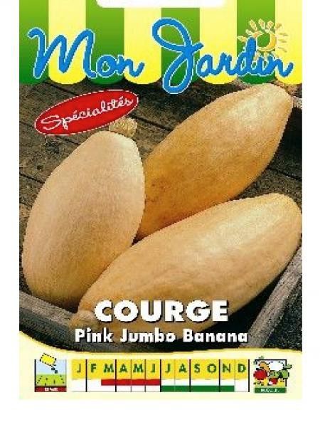 Potiron 'Pink Jumbo Banana'
