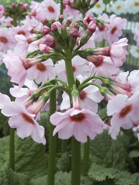 Primevère japonaise 'Apple Blossom' - Primula japonica 'Apple Blossom' - Le Jardin du Pic Vert