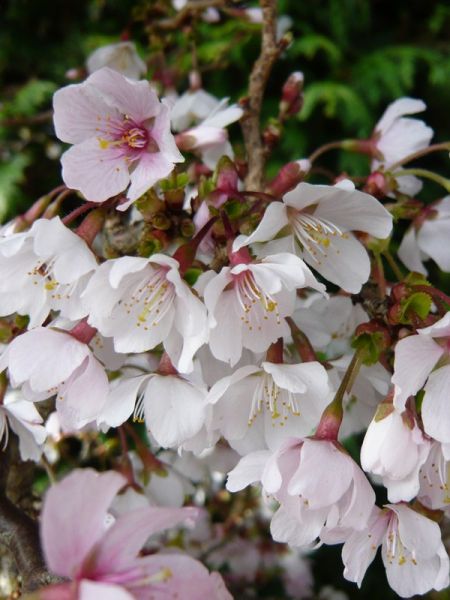 Cerisiers à fleurs 'Kojo-no-mai'
