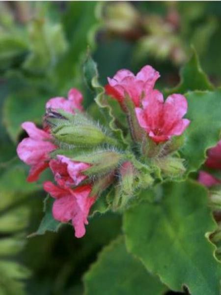 Pulmonaire rouge 'Barfield Pink'