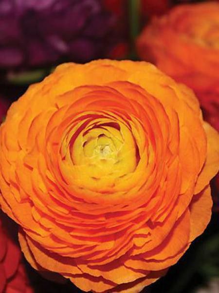 Renoncule des fleuristes '-orange-' - Ranunculus asiaticus - Le Jardin du  Pic Vert