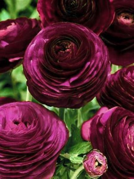 Renoncule des fleuristes 'Pauline Violet' - Ranunculus asiaticus - Le  Jardin du Pic Vert