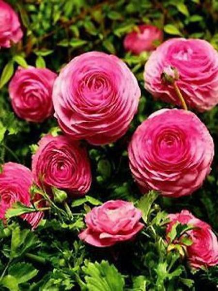 Renoncule des fleuristes -rose- - Ranunculus asiaticus - Le Jardin du Pic  Vert