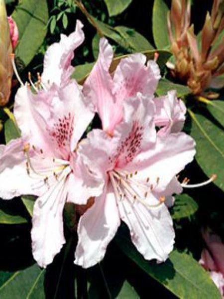 Rhododendron  'Albert Schweitzer'