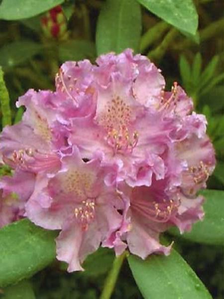 Rhododendron  'Alfred'